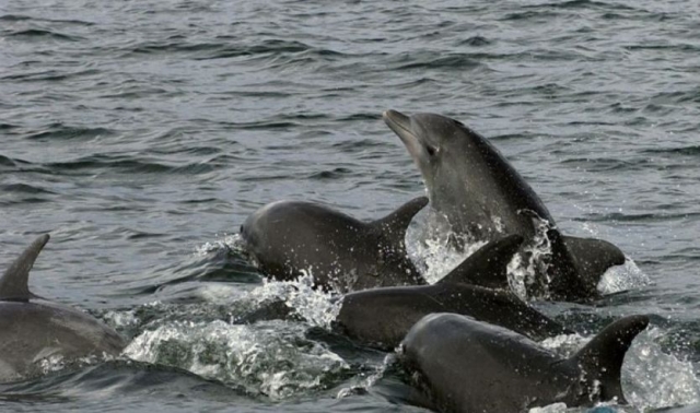 Delfines boca de botella